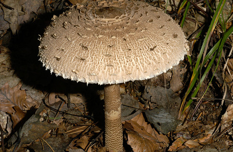 Parasol (Macrolepiota procera ) - © Heinz Prelicz